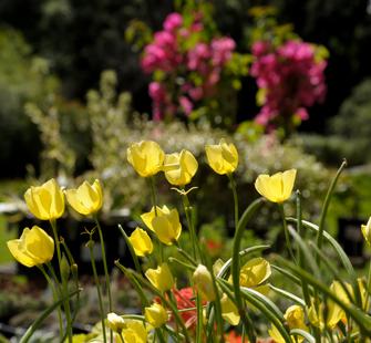 Flowers Blooming in Spring at Montalvo